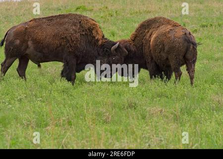 Deux bisons d'Amérique s'engagent dans les pâturages de la réserve nationale de la prairie Tallgrass au printemps Banque D'Images