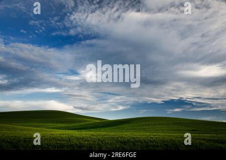 Collines ondulantes de blé et de hauts nuages sur une soirée d'été. Comté de Whitman, Washington, États-Unis. Banque D'Images