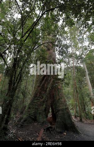 782 hêtre à double myrte couvert de mousse -Nothofagus cunninghamii- sur la promenade dans la forêt tropicale. Apollo Bay-Australie. Banque D'Images