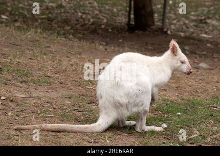 le wallaby albino est tout blanc avec un nez et des oreilles roses Banque D'Images