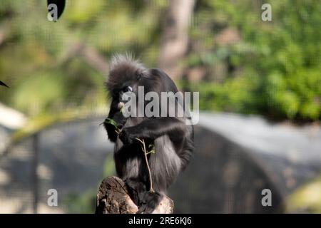 Les singes-feuilles sont généralement de couleur grise et ont des taches blanches autour de leurs yeux et de leur bouche. Banque D'Images