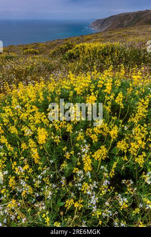 Yellow Tree Lupin, Wild Radish, Tomales point, point Reyes National Seashore, Burton Wilderness, Marin County, Californie Banque D'Images