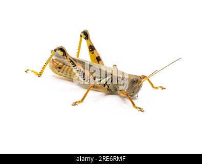 Un Grasshopper différentiel adulte, Melanoplus différentialis, photographié sur fond blanc. Banque D'Images