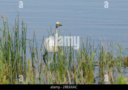 Grand Egret, Ardea alba, traque Banque D'Images