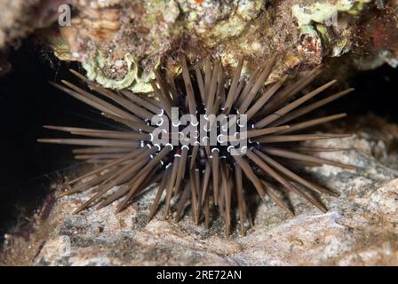 Urchin rocheux, Echinometra mathaei, coincé dans le corail, plongée de nuit, site de plongée Maulana Hotel, Bandaneira, près de l'île de Banda, mer de Banda, Indonésie Banque D'Images