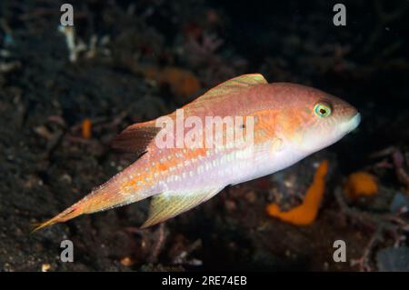 Twospot Wrasse, Oxycheilinus bimaculatus, coloration pâle, site de plongée TK2, détroit de Lembeh, Sulawesi, Indonésie Banque D'Images