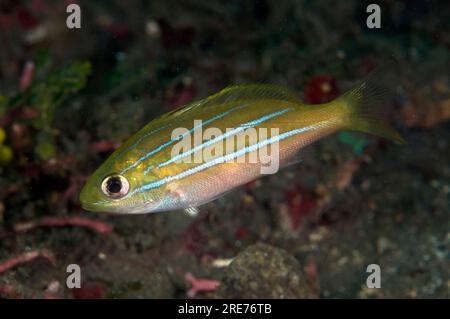 Le serpent à cinq lignes juvéniles, Lutjanus quinquelineatus, site de plongée TK2, détroit de Lembeh, Sulawesi, Indonésie Banque D'Images