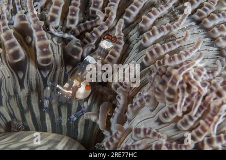 Crevette d'anémone à queue de paon, Periclimenes brevicarpalis, sur anémone de mer perlée, Heteractis aurora, site de plongée Air Bajo, détroit de Lembeh, Sulawesi, Indon Banque D'Images