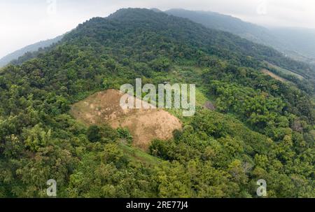 La principale cause de la perte de forêts est la déforestation agricole, les dommages environnementaux en Asie du Sud-est , le réchauffement climatique et l'environnement. Banque D'Images