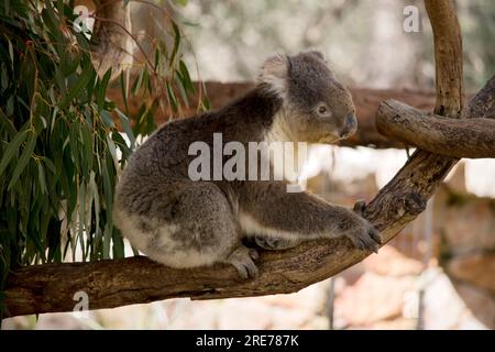 Ceci est une vue latérale d'un koala australien Banque D'Images