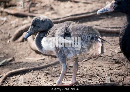 le gosling magpie a des peluches grises et des plumes blanches commencent à apparaître. Il a un oeil marron et un bec gris foncé. Banque D'Images