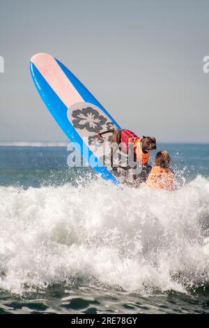 Huntington Beach, Californie, États-Unis. 24 septembre 2016. Accompagné de ses propriétaires, un chien monte sur une planche de surf dans une compétition chronométrée de surf à Huntington Beach, en Californie. Remarque gilet de sauvetage. (Image de crédit : © Spencer Grant/ZUMA Press Wire) USAGE ÉDITORIAL SEULEMENT! Non destiné à UN USAGE commercial ! Banque D'Images