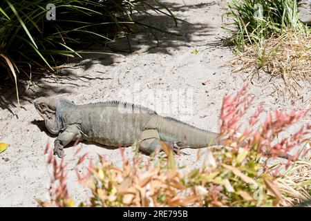 les rhinocéros iguanas ont un grand lézard à corps lourd et un corps gris uniforme; les mâles ont 3 protubérances en forme de corne sur leur tête Banque D'Images