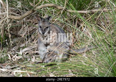 le wallaby tammar se cache dans les hautes herbes Banque D'Images