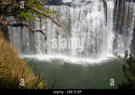 Millstream Falls, Yindinji, Big Millstream Falls, réputée être la plus large cascade d'Australie, Ravenshoe, Australie. Banque D'Images