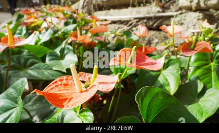 Anthurium andraeanum au parc, plante à fleurs de la famille des Araceae. Nom commun comme fleur de flamant rose, tailflower, palette de peintre, toile cirée, feuilles de laceleaf Banque D'Images