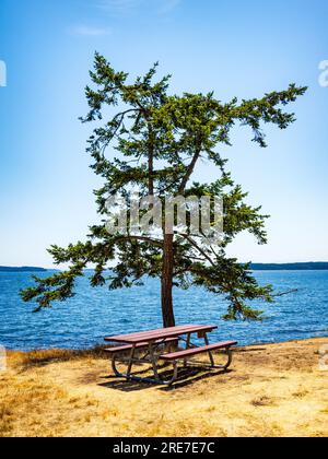 Table de pique-nique et arbre au parc provincial Ruckle, dans le sud-est de Salt Spring Island, Colombie-Britannique, Canada. Banque D'Images