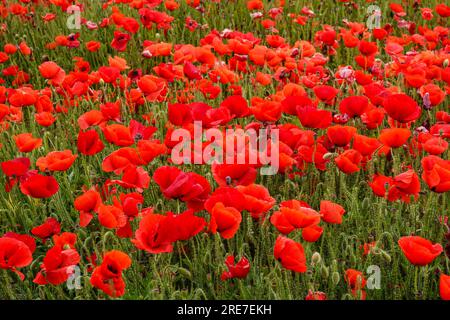 Papaver rhoeas, amapola silvestre, Porreres, Mallorca, islas baleares, Espagne Banque D'Images