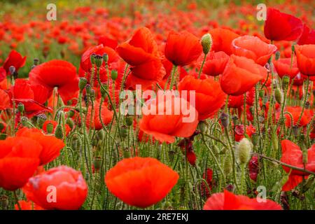 Papaver rhoeas, amapola silvestre, Porreres, Mallorca, islas baleares, Espagne Banque D'Images
