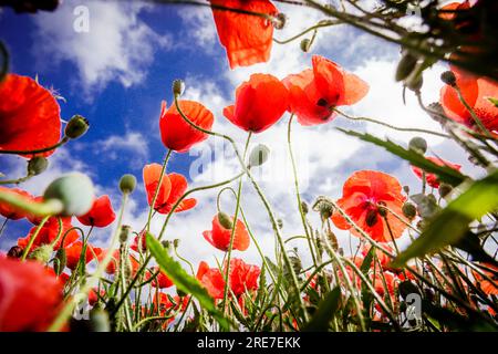 Papaver rhoeas, amapola silvestre, Porreres, Mallorca, islas baleares, Espagne Banque D'Images