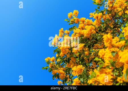 Tecoma stans fleurs jaunes gros plan, trompette jaune, cloches jaunes, aîné jaune, feuilles vertes, fond de ciel bleu, beau décor de texture de fleur Banque D'Images