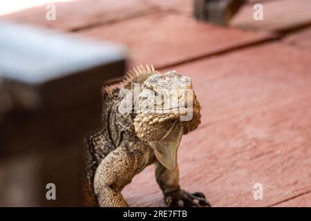 Iguane cubain en détail du museau, reptiles marins sur une plage à Cuba. Lézards des Caraïbes intégrés au tourisme. Banque D'Images