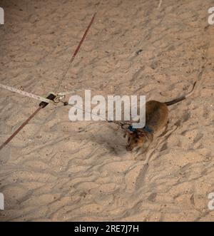 Zone de recherche de mines par les rats terrestres géants africains, centre de déminage terrestre APOPO utilisant des rats de détection pour accélérer le déminage, Siem Reap, Cambodge Banque D'Images