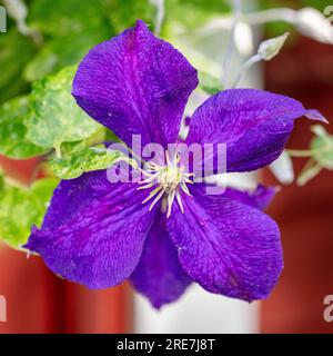 Groupe à grandes fleurs 'Jackmanii' tardif, klematis (hybride Clematis) Banque D'Images