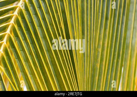 Détail des feuilles d'un cocotier. Fond et texture fabriqués à partir de feuilles de palmier des Caraïbes à Cuba. Feuilles vertes et jaunes d'un palmier Banque D'Images