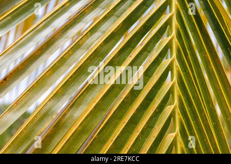 Détail des feuilles d'un cocotier. Fond et texture fabriqués à partir de feuilles de palmier des Caraïbes à Cuba. Feuilles vertes et jaunes d'un palmier Banque D'Images