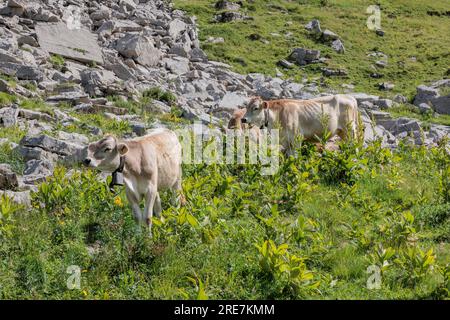 Vaches dans les pâturages alpins suisses (Melchsee-Frutt) Banque D'Images
