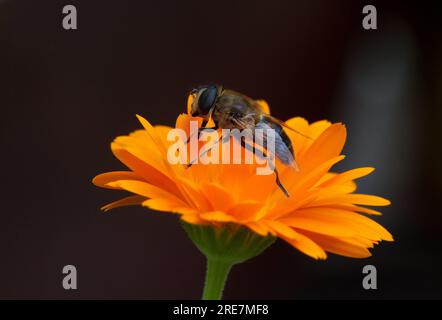 Insecte, probablement une mouche drone commune, sur Pot Marigold Banque D'Images