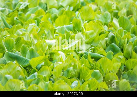 Calla palustris, vue de dessus. Feuilles de Calla ou d'arum de tourbière, calla de marais. Beau groupe de callas de marais croissant dans le marais dans l'habitat naturel Banque D'Images