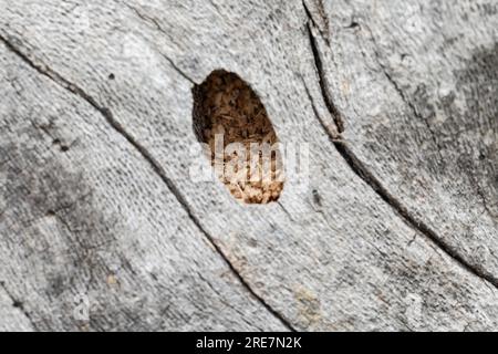 Holzbiene, Blaue Holzbiene, Neströhre, Niströhre, Neströhren, Niströhren à Totholz, Holz, Nestverschluß, Nestverschluss, Nestverschlüsse, Blauschwarz Banque D'Images