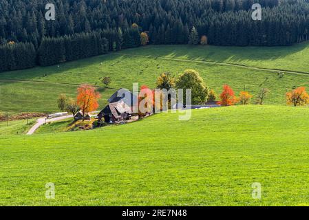 Ferme dans le paysage d'automne à Jostal près de Titisee-Neustadt, Forêt Noire, Baden-Wuerttemberg, Allemagne Banque D'Images
