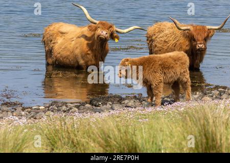 Deux vaches brunes adultes des hautes terres se refroidissant dans l'eau un jour très got avec un mignon veau furieux debout sur le rivage Banque D'Images