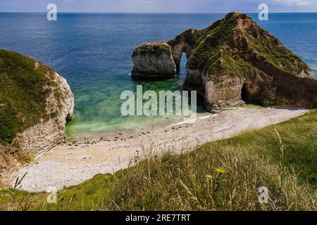 La grande formation rocheuse au large des falaises de Flamborough Head ressemble à un dinosaure buvant. Sur la plage rocheuse à côté se trouve une grande colonie de phoques. Banque D'Images