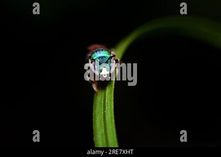 macro plan d'un coléoptère vert sur un brin d'herbe verte. Banque D'Images