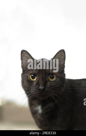 Portrait vertical d'un chat gris foncé européen, faible profondeur de champ Banque D'Images