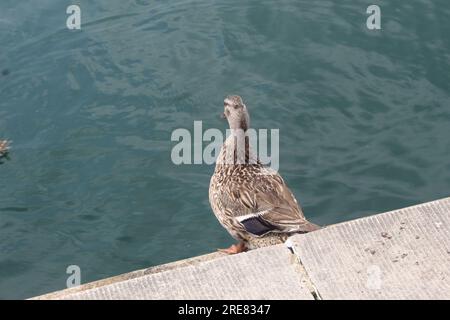 Une photo de canards appréciant son utilisation d'un lac artificiel à Washington DC. Banque D'Images