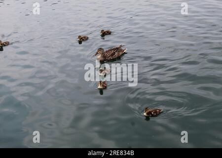 Une photo de canards appréciant son utilisation d'un lac artificiel à Washington DC. Banque D'Images