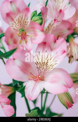 Belles fleurs roses d'alstroemeria et feuilles vertes, en gros plan. Banque D'Images