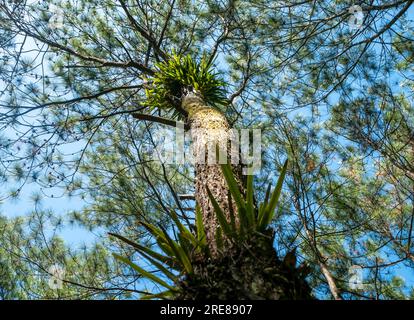 Orchidée, épiphyte sur le tronc d'un pin, Pinus merkusii, pin Merkus ou canopée de pin Sumatra, fond de forêt naturelle. Banque D'Images