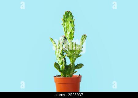 Cactus dans un pot. Espace de copie. Fond bleu. Banque D'Images