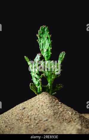 Cactus dans le sable. Espace de copie. Fond noir. Banque D'Images