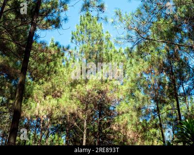 Pinus merkusii, le pin Merkus ou canopée de pin Sumatra, fond de forêt naturelle. Banque D'Images