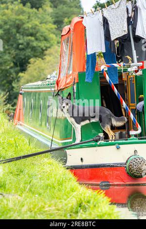 Vue rapprochée d'un chien debout à l'arrière d'un bateau de canal amarré avec le lavage des vêtements pendu dehors pour sécher sur un aérateur temporaire de vêtements. Banque D'Images