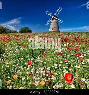 Fleurs sauvages en été et moulin à vent Whitburn près de Sunderland, Tyne et Wear, Angleterre, Royaume-Uni Banque D'Images