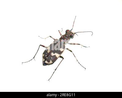 La Dune Tiger Beetle Cicindela maritima en voie de disparition isolé sur fond blanc Banque D'Images