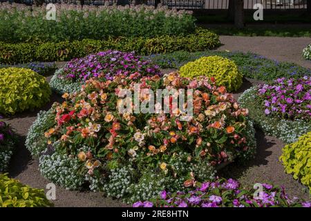 Pavlovsk, jardin de l'impératrice Maria, parterre de fleurs, Saint-Pétersbourg Banque D'Images